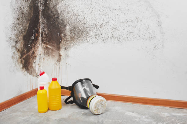 Best Basement Mold Remediation in Shelton, WA