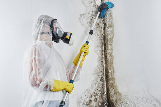 Best Attic Mold Remediation in Shelton, WA