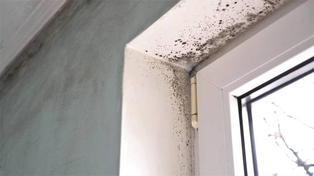 Best Black Mold Remediation in Shelton, WA