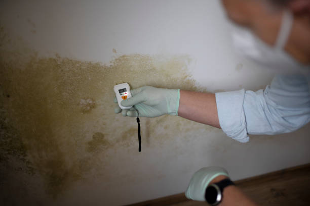 Best Residential Mold Remediation in Shelton, WA