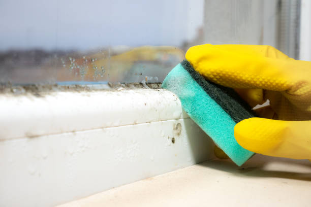 Best Bathroom Mold Remediation in Shelton, WA