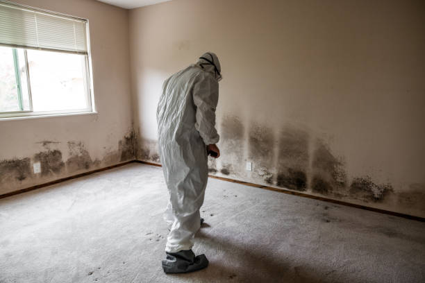 Best Post-Flood Mold Remediation in Shelton, WA