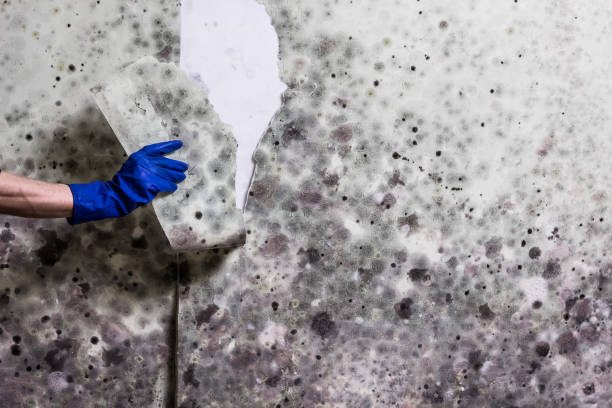 Best Industrial Mold Remediation in Shelton, WA