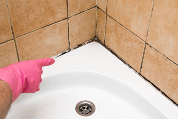 Best Black Mold Remediation in Shelton, WA
